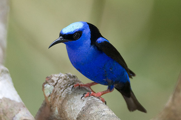 Red-legged Honeycreeper (Cyanerpes cyaneus) male