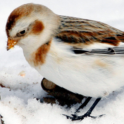 Snow Bunting (Plectrophenax nivalis)