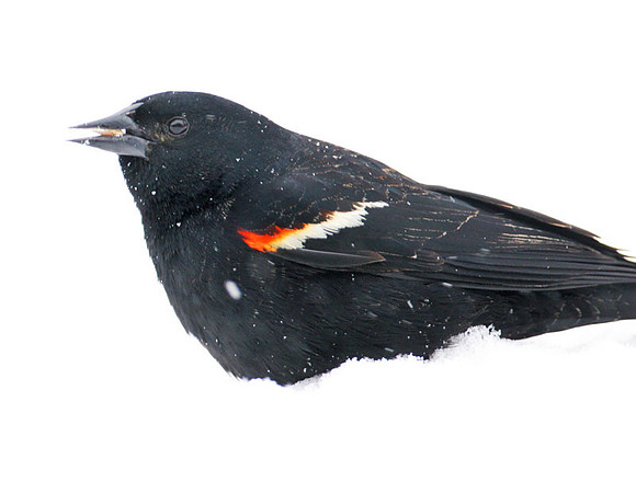 Red-winged Blackbird (Agelaius phoeniceus) male