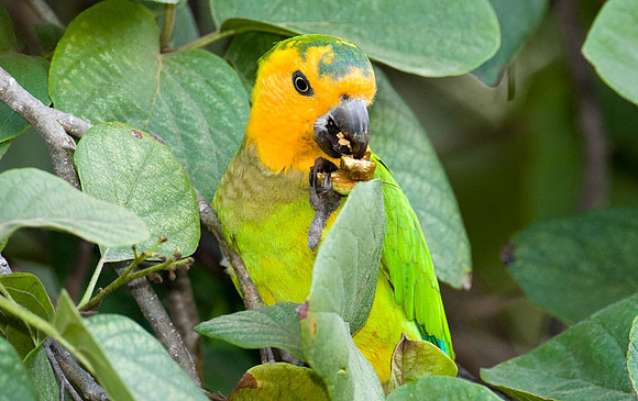 Brown-throated Parakeet (Aratinga pertinax) male