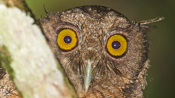 Tawny-bellied Screech Owl (Megascops watsonii)