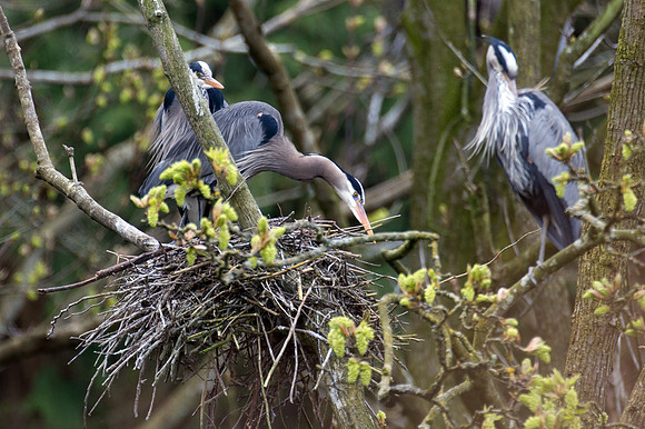Great Blue Heron (Ardea herodias)