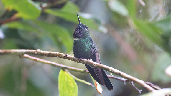 Gorgeted Sunangel (Heliangelus strophianus)