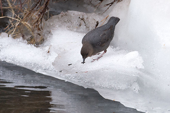 American Dipper (Cinclus mexicanus)