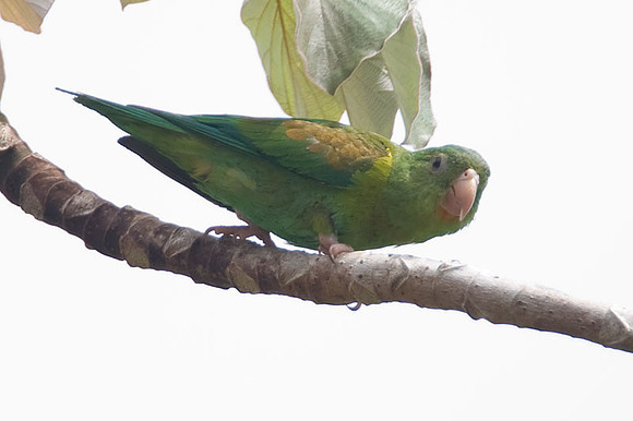 Orange-chinned Parakeet (Brotogeris jugularis) also known as Tovi Parakeet