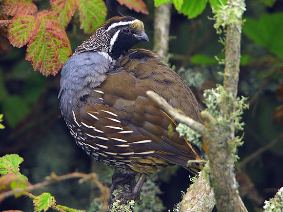 California Quail (Callipepla californica) male; also known as California Valley Quail, Valley Quail