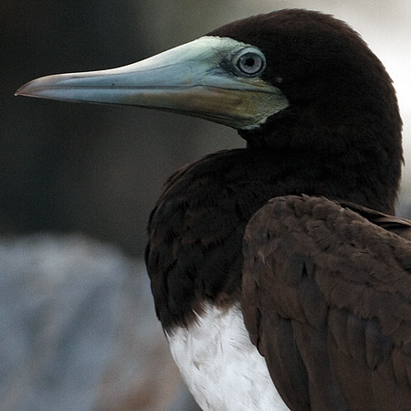 Brown Booby (Sula leucogaster)