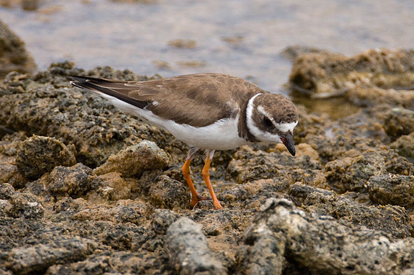 Semipalmated Plover (Charadrius semipalmatus)