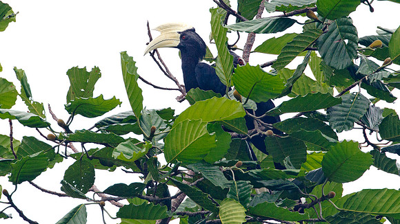 Asian Black Hornbill (Anthracoceros malayanus) male, female