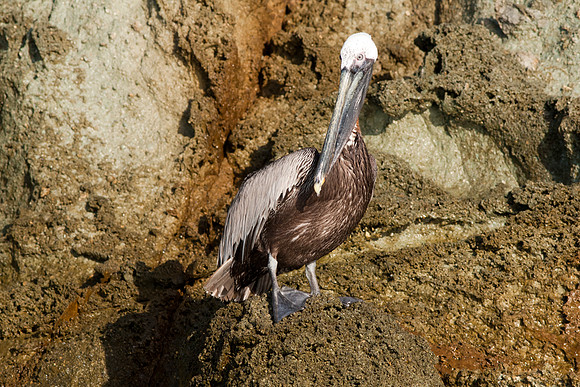 Brown Pelican (Pelecanus occidentalis)