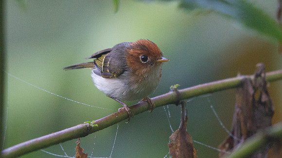 IMG_9389 Sunda warbler (Seicercus grammiceps)