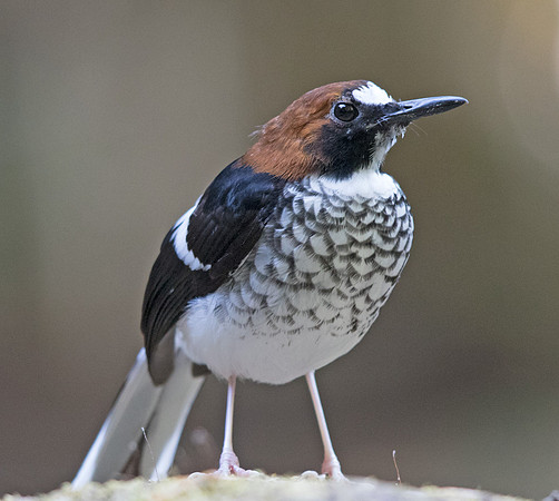 Chestnut-naped forktail (Enicurus ruficapillus) Male