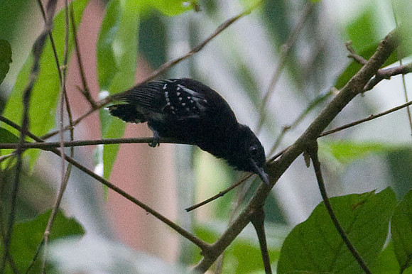 Dot-winged Antwren (Microrhopias quixensis)
