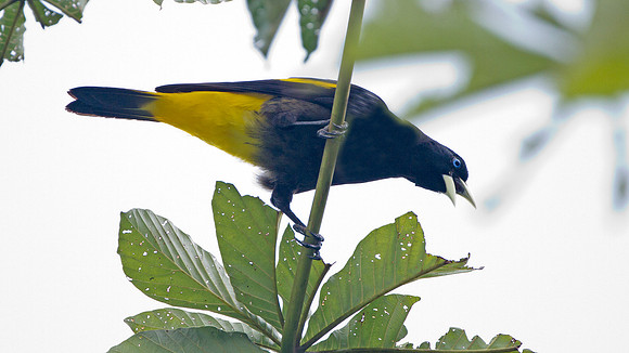 Yellow-rumped Cacique (Cacicus cela)