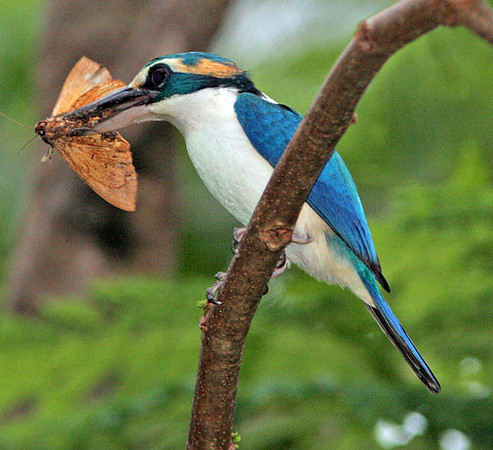 Collared Kingfisher (Todiramphus chloris)