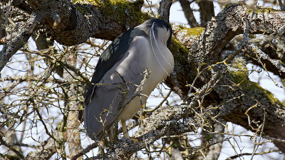 Black-crowned Night Heron (Nycticorax nycticorax)