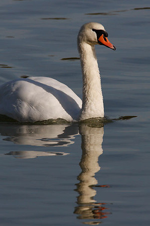 Mute Swan (Cygnus olor)