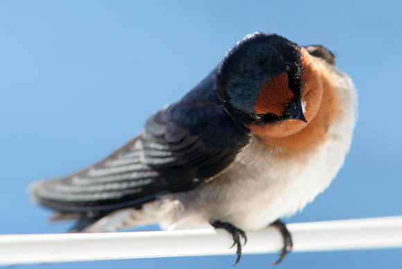 Welcome Swallow (Hirundo neoxena)