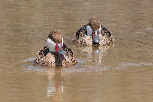 White-cheeked Pintail (Anas bahamensis)