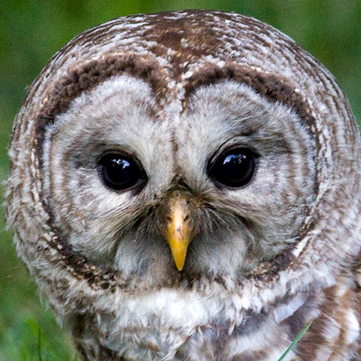 Barred Owl (Strix varia)