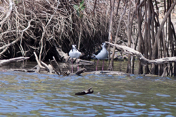 Black-necked Stilt (Himantopus mexicanus)