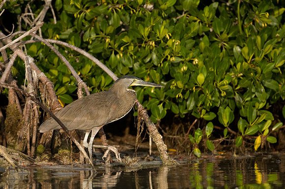 Bare-throated Tiger Heron (Tigrisoma mexicanum)