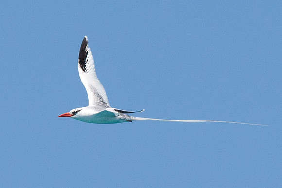 Red-billed Tropicbird (Phaethon aethereus)