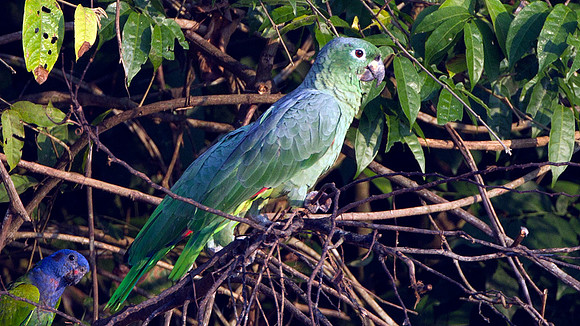 left: Blue-headed Parrot (Pionus menstruus) right: Mealy Parrot (Amazona farinosa)
