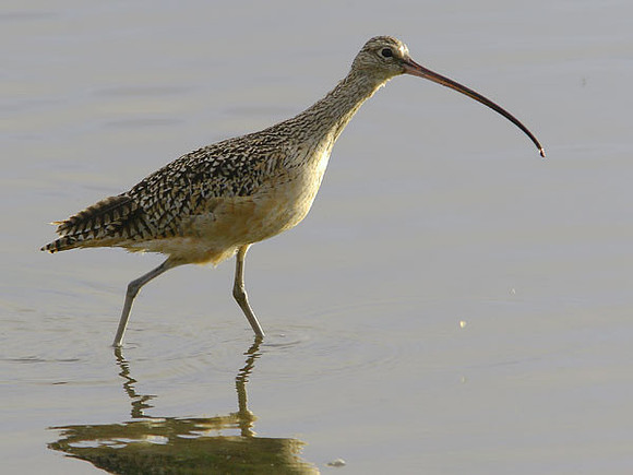 Long-billed Curlew (Numenius americanus)
