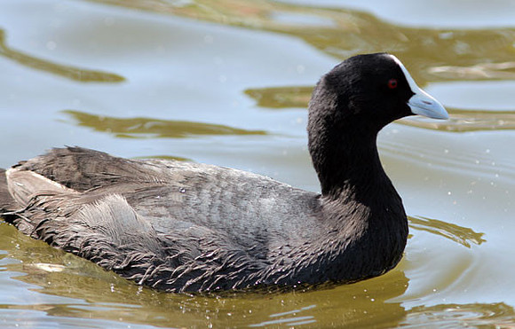 Eurasian Coot (Fulica atra)