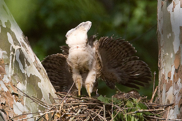 Red-shouldered Hawk (Buteo lineatus) juvenile