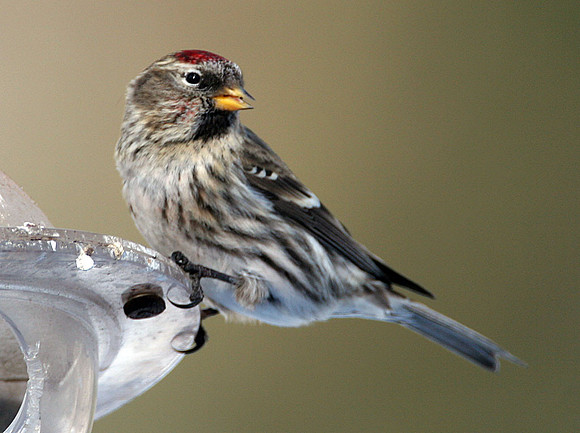 Common Redpoll (Carduelis flammea)