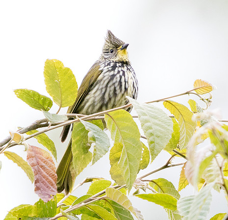 Striated bulbul (Pycnonotus striatus)