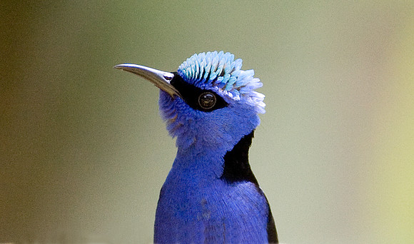 Red-legged Honeycreeper (Cyanerpes cyaneus) male