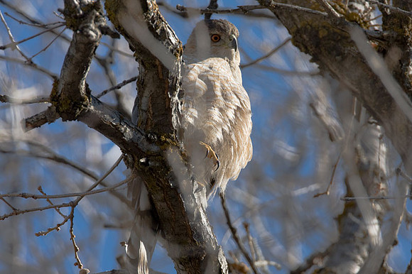 Cooper's Hawk (Accipiter cooperii)