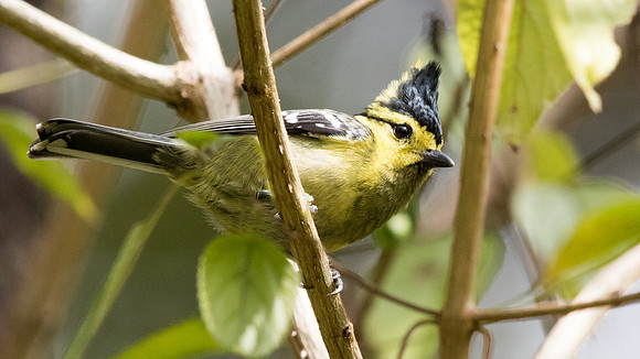 Yellow-cheeked tit (Parus spilonotus) Female