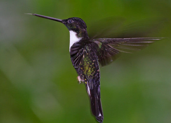 Collared Inca (Coeligena torquata)