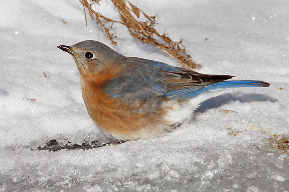 Eastern Bluebird (Sialia sialis) female