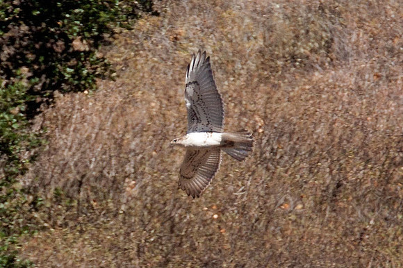 Ferruginous Hawk (Buteo regalis)