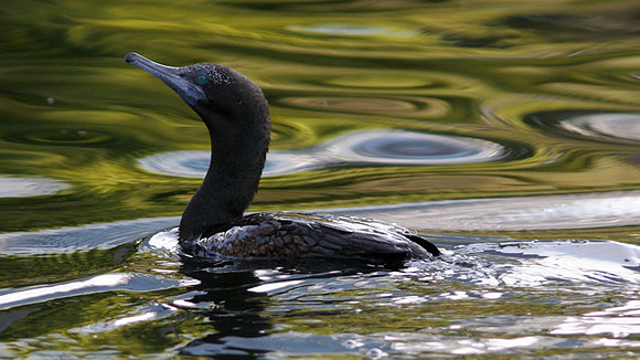 Little Black Cormorant (Phalacrocorax sulcirostris)