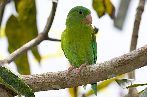 Orange-chinned Parakeet (Brotogeris jugularis) also known as Tovi Parakeet