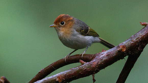 IMG_9379 Sunda warbler (Seicercus grammiceps)