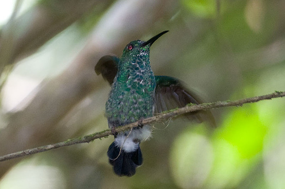 Blue-Chested Hummingbird (Amazilia amabilis)