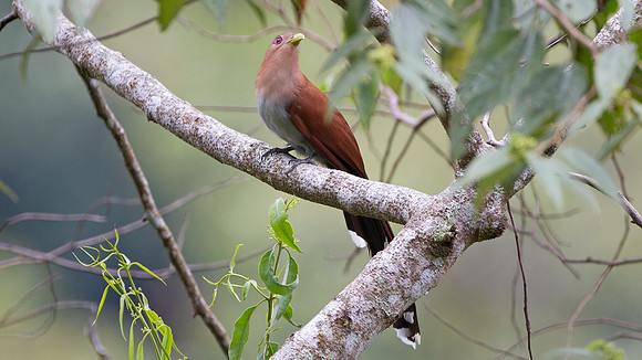 Squirrel Cuckoo (Piaya cayana)