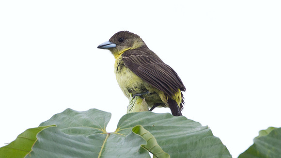 Lemon-rumped Tanager (Ramphocelus flammigerus)