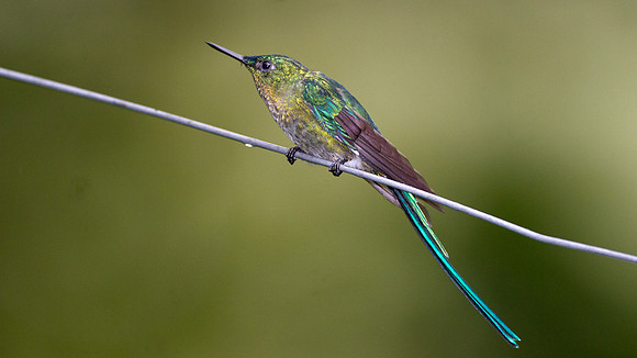 Long-tailed Sylph (Aglaiocercus kingi)