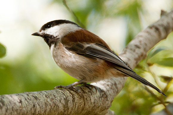 Chestnut-backed Chickadee (Poecile rufescens)
