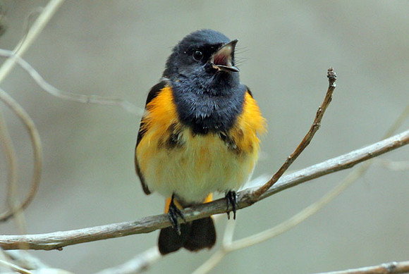 American Redstart (Setophaga ruticilla)