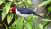 Red-capped Cardinal (Paroaria gularis)