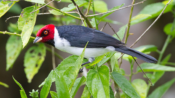 Red-capped Cardinal (Paroaria gularis)